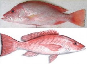 Bahan Resep Ikan Kakap Merah Kuah Asam